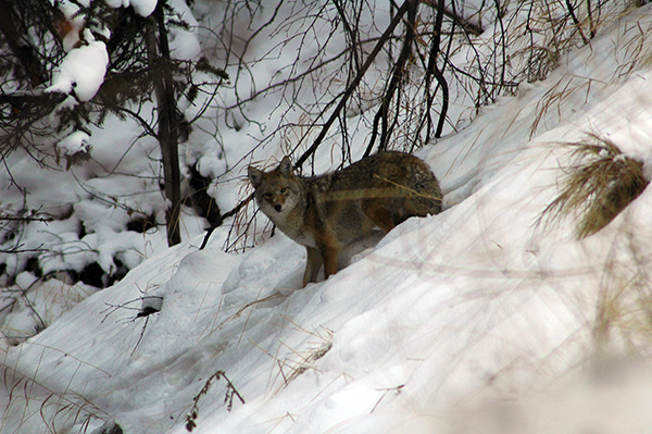 coyote natural predators