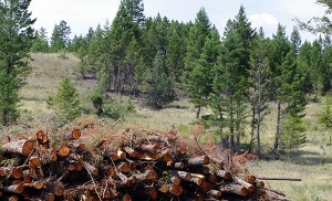 The Nature Trust is now working to improve grassland habitat through the implementation of thinning and prescribed burning projects.