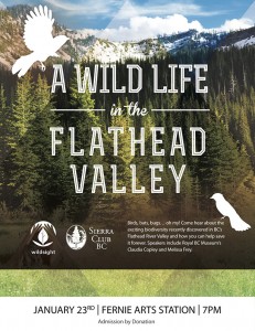 WildlifeFlatheadValleyFERNIE