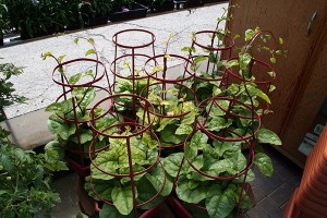 Col KR Malabar Spinach