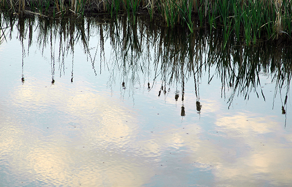 Creating Community Champions for St. Mary Lake Wetlands | Kimberley