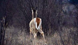 The upper side of the White-tailed Deer’s tail is usually the same colour as their body or  in some individuals like this one a darker brown. - Photo by Larry Halverson  