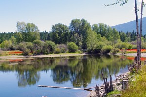 Idlewild Lake, in Cranbrook's Idlewild Park, as of August 7. Ian Cobb/e-KNOW images