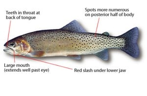 Westslope Cutthroat Trout