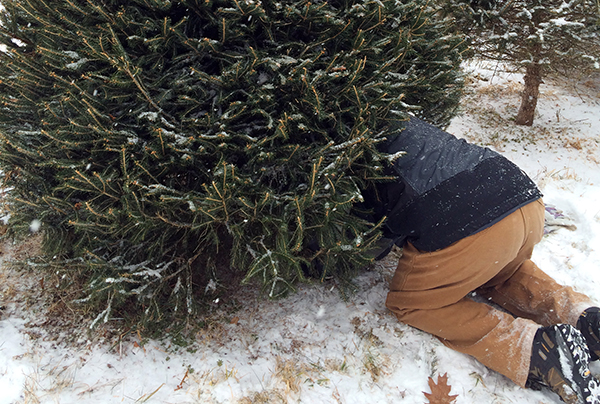 Christmas Tree Cutting Permits Now Available