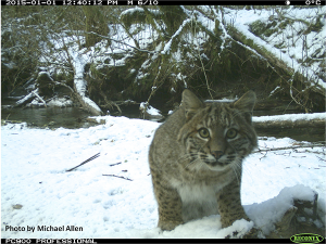 Bobcat