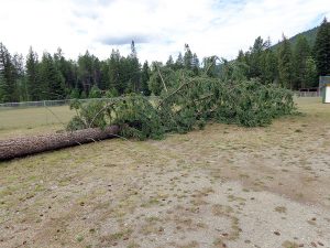 A felled tree in preparation for construction of the new Yahk-Kingsgate multi-purpose court.