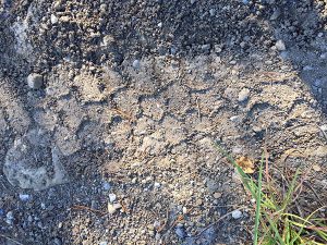 A shot of the truck's tire tread. 