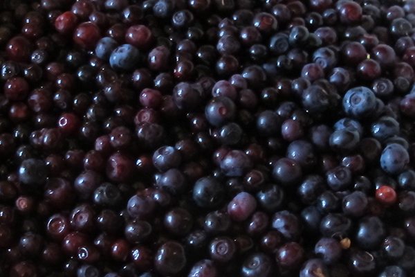 Commercial huckleberry harvest detrimental: Wildsight | Cranbrook, East ...