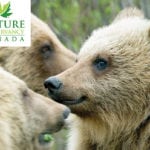 Nature Talks: The Grizzly Bear