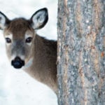 Culling and testing needed due to CWD says BCWF