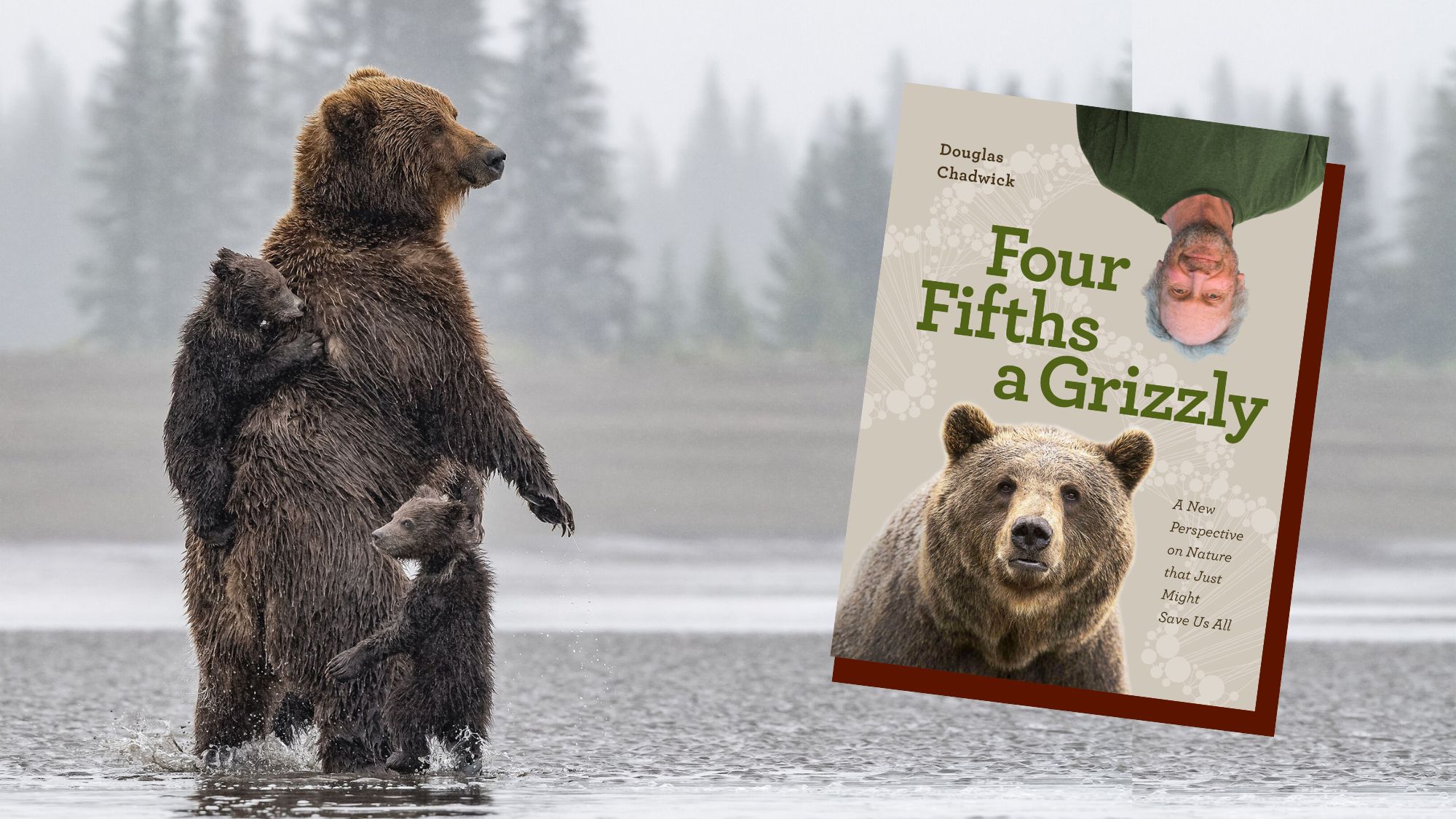 Four Fifths A Grizzly Book Tour