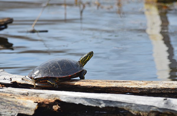 Lazy turtles receive a welcome boost | Cranbrook, East Kootenay