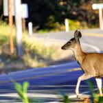 Kootenay drivers urged to be alert to prevent wildlife collisions