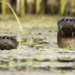 Enter the fourth Lake Biodiversity Photo Challenge