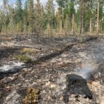 Successful completion of prescribed burn in Lois Creek