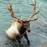 Golden club fundraising for elk collaring project 