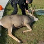 Tangled deer freed by officers