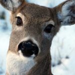 New case of CWD confirmed near Cranbrook