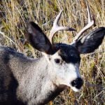 Fourth case of chronic wasting disease confirmed in area