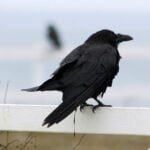 An Unkindness of Ravens