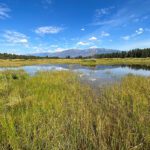 Wetlands are unsung heroes