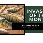 Invasive of the Month