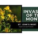 Invasive of the Month