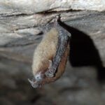 B.C. bats show no sign of infection from White-nose Syndrome