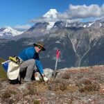 Restoring critical endangered pine species